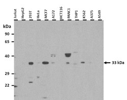 Aviva Systems Biology Corp TEF Antibody - N-terminal region (ARP38279_P050)