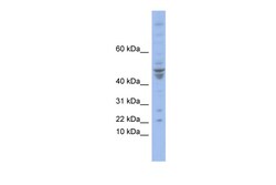 Aviva Systems Biology Corp POLE4 Antibody - N-terminal region (ARP39392_P050)