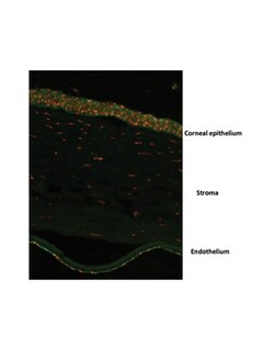 Aviva Systems Biology Corp OVOL2 Antibody - N-terminal region (ARP39499_P050)