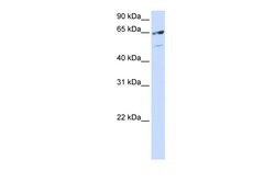 Aviva Systems Biology Corp SFRS11 Antibody - C-terminal region (ARP40553_P050)