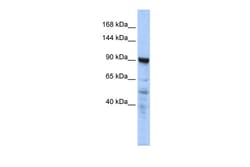 Aviva Systems Biology Corp MIA2 Antibody - N-terminal region (ARP40619_P050)