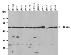 Aviva Systems Biology Corp SF1 Antibody - N-terminal region (ARP41214_T100)