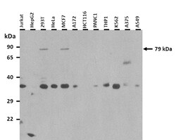 Aviva Systems Biology Corp FZD6 Antibody - middle region (ARP41249_P050)