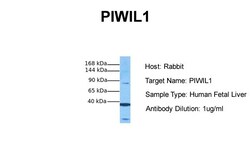 Aviva Systems Biology Corp PIWIL1 Antibody - middle region (ARP41340_P050)