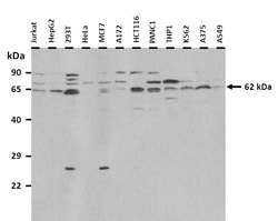 Aviva Systems Biology Corp SLC22A6 Antibody - N-terminal region (ARP41549_P050)