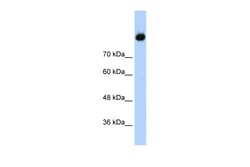 Aviva Systems Biology Corp C2 Antibody - middle region (ARP41669_T100)