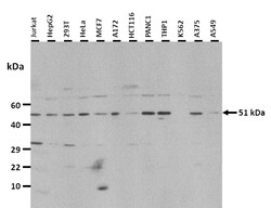 Aviva Systems Biology Corp CHGA Antibody - C-terminal region (ARP41931_P050)