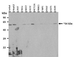 Aviva Systems Biology Corp ANGPTL3 Antibody - N-terminal region (ARP42412_P050)