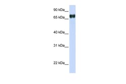 Aviva Systems Biology Corp PLEKHA4 Antibody - N-terminal region (ARP42572_P050)