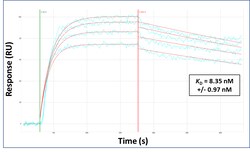 Aviva Systems Biology Corp MARCH1 Antibody - N-terminal region (ARP43239_P050)