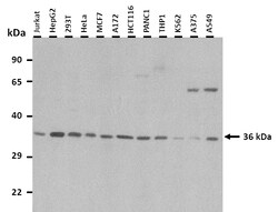 Aviva Systems Biology Corp RCE1 Antibody - N-terminal region (ARP44797_T100)