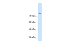 Aviva Systems Biology Corp NRCAM Antibody - N-terminal region (ARP44832_P050)