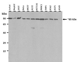 Aviva Systems Biology Corp SNF1LK Antibody - N-terminal region (ARP45918_T100)