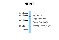 Aviva Systems Biology Corp NPNT Antibody - middle region (ARP47815_P050)