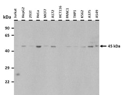 Aviva Systems Biology Corp TRDMT1 Antibody - N-terminal region (ARP48627_P050)