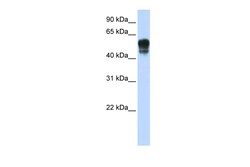 Aviva Systems Biology Corp SPNS1 Antibody - N-terminal region (ARP50029_P050)