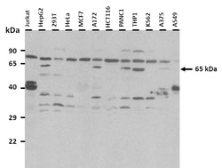 Aviva Systems Biology Corp SLC47A2 Antibody - C-terminal region (ARP51904_P050)