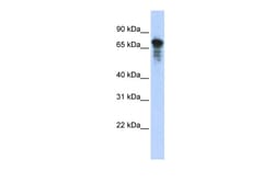 Aviva Systems Biology Corp RHPN1 Antibody - middle region (ARP52450_P050)