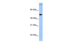 Aviva Systems Biology Corp CCDC50 Antibody - middle region (ARP53355_P050)
