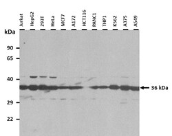 Aviva Systems Biology Corp LDHC Antibody - middle region (ARP53602_P050)