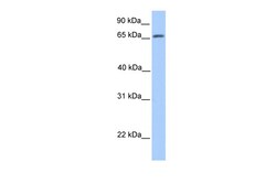 Aviva Systems Biology Corp ATG16L1 Antibody - N-terminal region (ARP54268_P050)