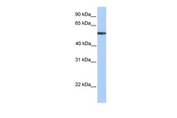 Aviva Systems Biology Corp FUCA1 Antibody - N-terminal region (ARP54293_P050)