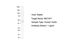 Aviva Systems Biology Corp METAP1 Antibody - N-terminal region (ARP55179_P050)