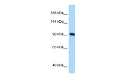 Aviva Systems Biology Corp ARHGEF26 Antibody - N-terminal region (ARP55292_P050)