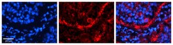 Aviva Systems Biology Corp ACO2 Antibody - C-terminal region (ARP56302_P050)