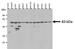 Aviva Systems Biology Corp FANCL Antibody - middle region (ARP56321_P050)