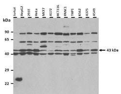 Aviva Systems Biology Corp PRKACB Antibody - middle region (ARP56416_P050)