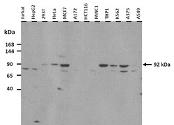 Aviva Systems Biology Corp JMJD5 Antibody - middle region (ARP58120_P050)
