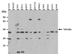 Aviva Systems Biology Corp H2AFY Antibody - N-terminal region (ARP58284_P050)