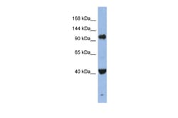 Aviva Systems Biology Corp EIF2C4 Antibody - middle region (ARP58795_P050)