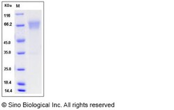 Sino Biological Recombinant Mouse B7-H4 Protein (hFc Tag), HPLC-verified,