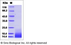 Sino Biological Recombinant Mouse MCP-5/CCL12 Protein (His Tag), Quantity: