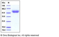 Sino Biological Recombinant Mouse CD14 Protein (His Tag), HPLC-verified,