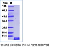 Sino Biological Mouse CCL20 / MIP-3 alpha / MIP3A protein 100ug, Quantity: