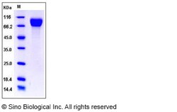 Sino Biological Mouse CSF1R / MCSF Receptor / CD115 Protein (His Tag),