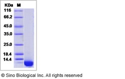 Sino Biological Recombinant Mouse GRO Beta/CXCL2 Protein (His Tag), Quantity: