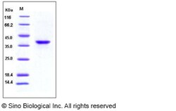 Sino Biological Recombinant Mouse BCMA Protein (hFc Tag), HPLC-verified