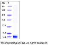 Sino Biological Mouse Galectin-1 / LGALS1 Protein 1mg, Quantity: Each of