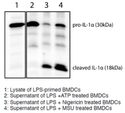 AdipoGen anti-IL-1alpha (p18) (mouse), mAb (Teo-1), Quantity: Each of 1