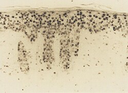 AdipoGen anti-8-Hydroxy-2'-deoxyguanosine [8-OHdG], mAb (N45.1), Quantity: