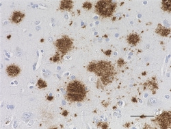 Biolegend Purified (azide-free) anti-β-Amyloid, 17-24, Quantity: Each of