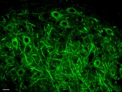 Biolegend Purified (azide-free) anti-Neurofilament H (NF-H), Nonphosphorylated,