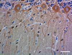 Biolegend Purified anti-Tubulin β-3 (TUBB3), Quantity: Each of 1