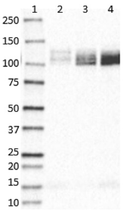 Biolegend Purified (azide-free) anti-APP C-Terminal Fragment, Quantity: