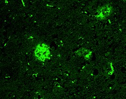 Biolegend Alexa Fluor 488 anti-β-Amyloid, 1-16, Quantity: Each of 1