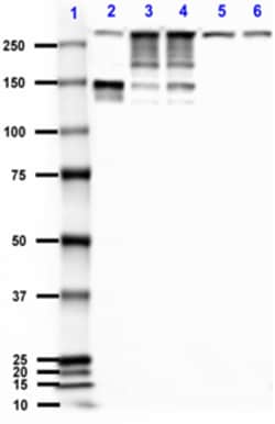 Biolegend Anti-Alpha-II Spectrin, Quantity: Each of 1